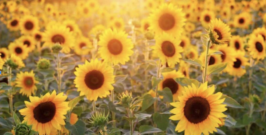 Sunflowers